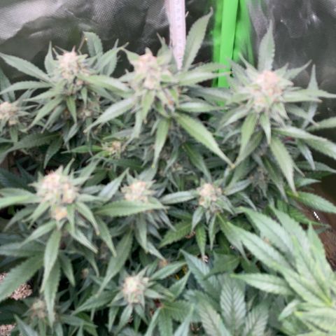 Purple Punch Automatic by KilliczGe growlog timeline photo