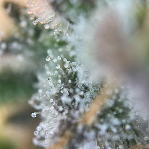 Purple Punch Automatic by KilliczGe growlog timeline photo