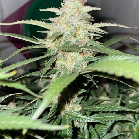 Purple Punch Automatic by KilliczGe growlog timeline photo