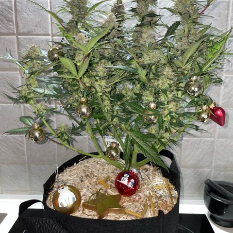 Purple Punch Automatic by KilliczGe growlog timeline photo