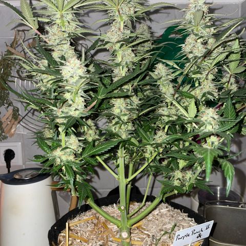 Purple Punch Automatic by KilliczGe growlog timeline photo