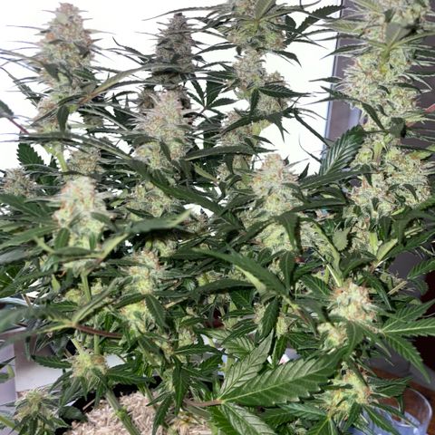 Purple Punch Automatic by KilliczGe growlog timeline photo