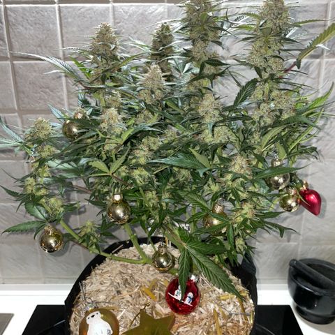 Purple Punch Automatic by KilliczGe growlog timeline photo