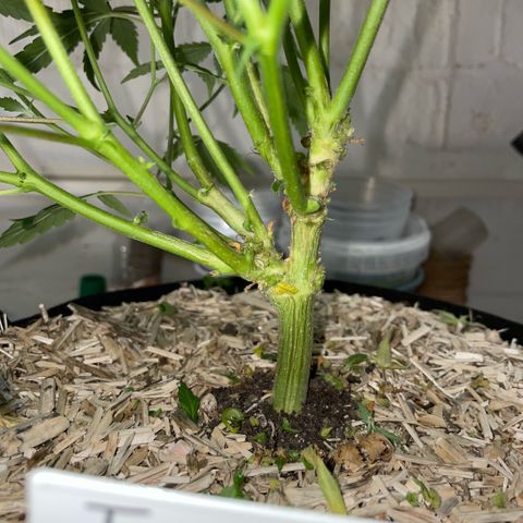 Tangerine Dream Clon #1 by KilliczGe growlog timeline photo