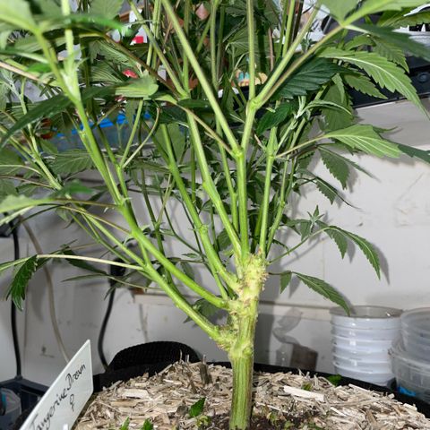 Tangerine Dream Clon #1 by KilliczGe growlog timeline photo