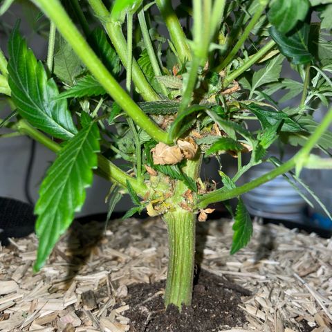 Tangerine Dream Clon #1 by KilliczGe growlog timeline photo