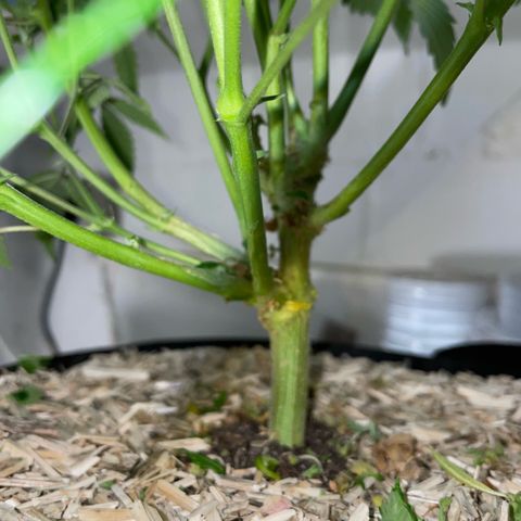 Tangerine Dream Clon #1 by KilliczGe growlog timeline photo
