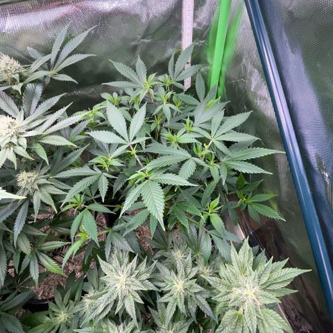 Tangerine Dream Clon #1 by KilliczGe growlog timeline photo