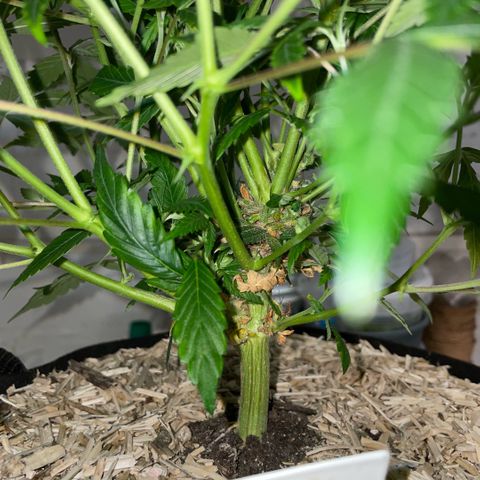 Tangerine Dream Clon #1 by KilliczGe growlog timeline photo