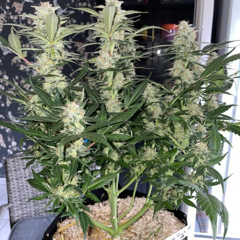 Purple Punch Automatic by KilliczGe growlog timeline photo