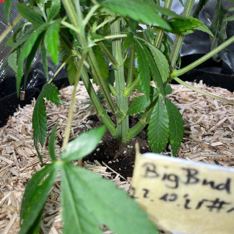 Big Bud 1 Klon 1 by KilliczGe growlog timeline photo