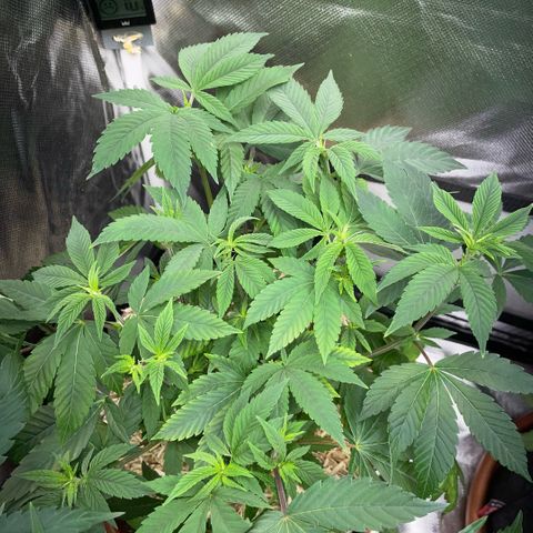 Big Bud 1 Klon 1 by KilliczGe growlog timeline photo
