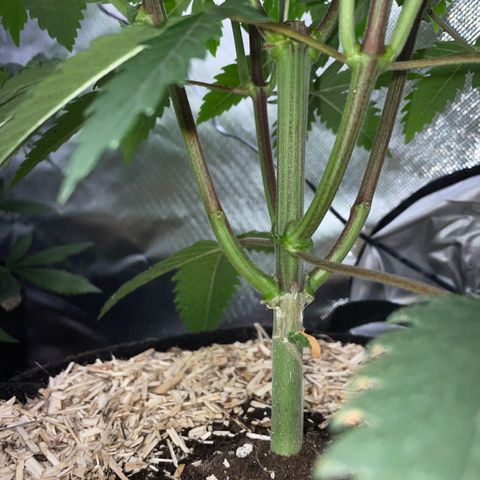 Dante’s Inferno - Mile High Dave by KilliczGe growlog timeline photo