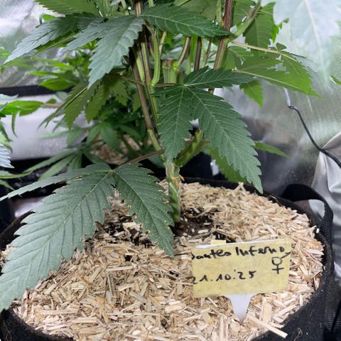 Dante’s Inferno - Mile High Dave by KilliczGe growlog timeline photo