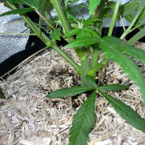 Permanent Marker 1 Klon 1 by KilliczGe growlog timeline photo