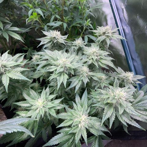 Big Bud by KilliczGe growlog timeline photo