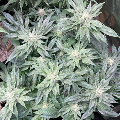 Big Bud by KilliczGe growlog timeline photo