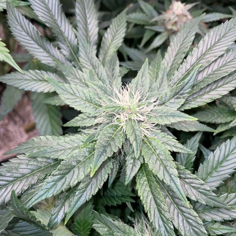 Big Bud by KilliczGe growlog timeline photo