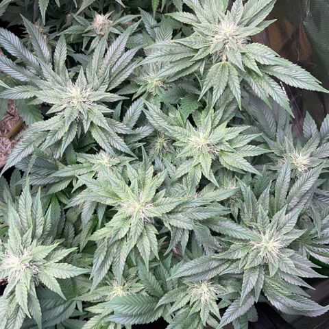 Big Bud by KilliczGe growlog timeline photo