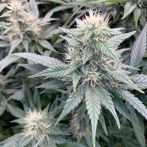 Permanent Marker by KilliczGe growlog timeline photo