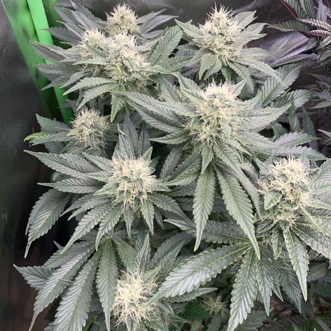 Purple Zkittlez #2 by KilliczGe growlog timeline photo