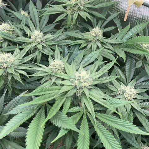 Purple Zkittlez #1 by KilliczGe growlog timeline photo