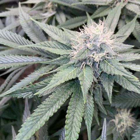 Purple Zkittlez #1 by KilliczGe growlog timeline photo