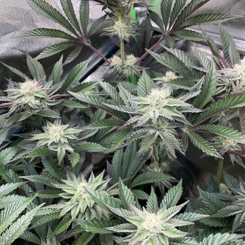 Cereal Milk #3 by KilliczGe growlog timeline photo