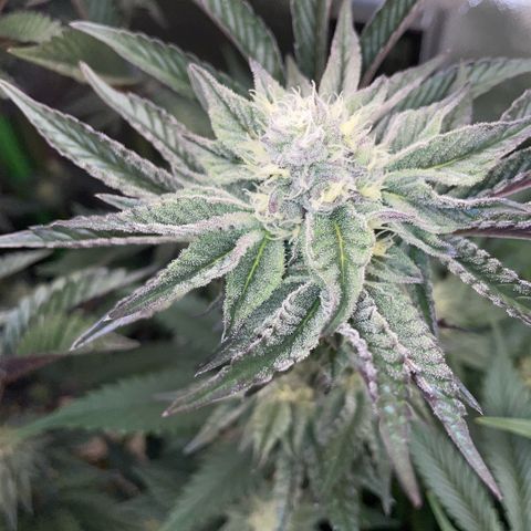 Cereal Milk #3 by KilliczGe growlog timeline photo