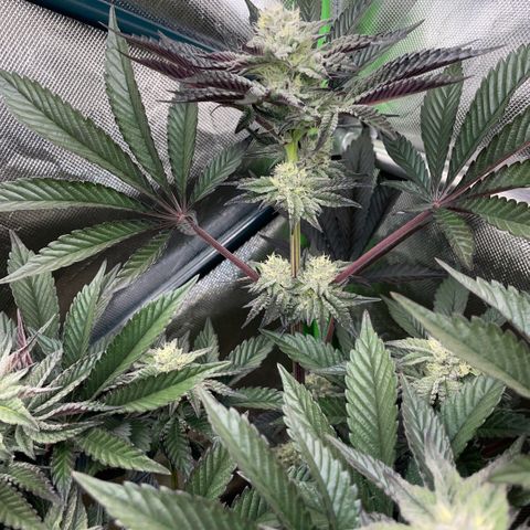 Cereal Milk #3 by KilliczGe growlog timeline photo