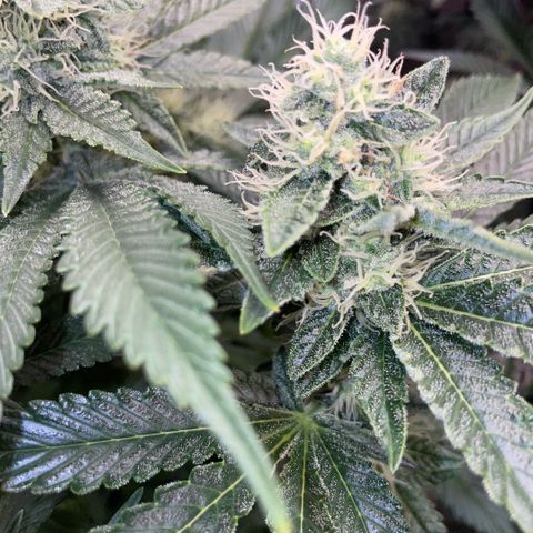 Purple Zkittlez #2 by KilliczGe growlog timeline photo