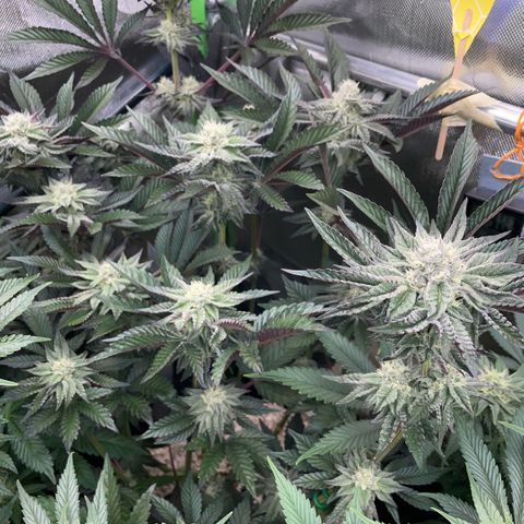 Cereal Milk #3 by KilliczGe growlog timeline photo