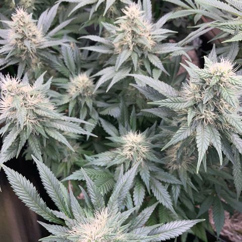 Permanent Marker by KilliczGe growlog timeline photo