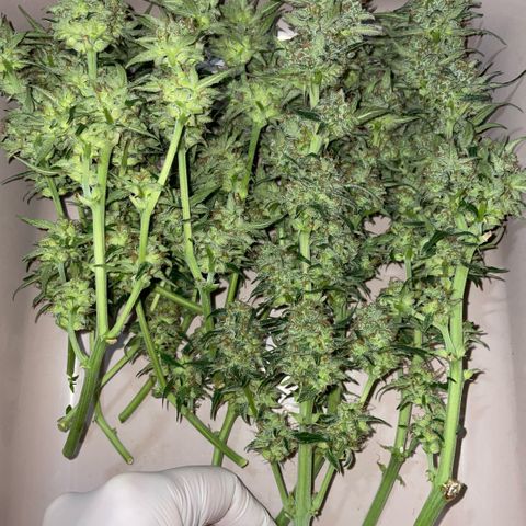 Purple Punch Automatic by KilliczGe growlog timeline photo