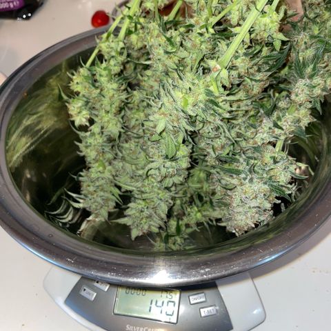 Purple Punch Automatic by KilliczGe growlog timeline photo