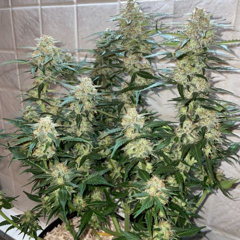 Purple Punch Automatic by KilliczGe growlog timeline photo