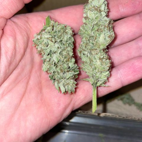 White Widow Automatic by KilliczGe growlog timeline photo