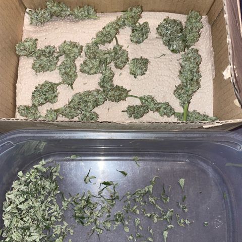 White Widow Automatic by KilliczGe growlog timeline photo