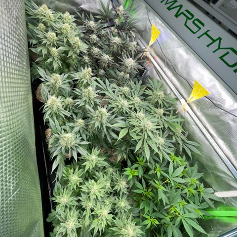 Cereal Milk #3 by KilliczGe growlog timeline photo