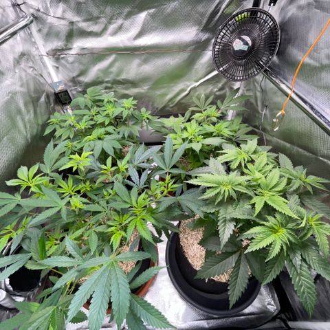 Dante’s Inferno - Mile High Dave by KilliczGe growlog timeline photo