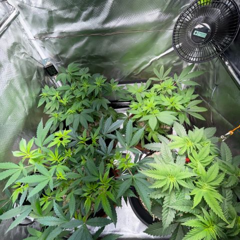 Dante’s Inferno - Mile High Dave by KilliczGe growlog timeline photo