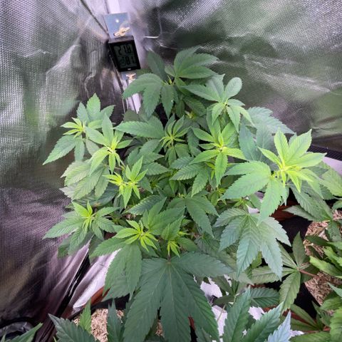 Big Bud 1 Klon 1 by KilliczGe growlog timeline photo