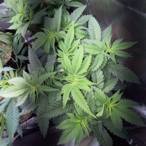 Dante’s Inferno - Mile High Dave by KilliczGe growlog timeline photo