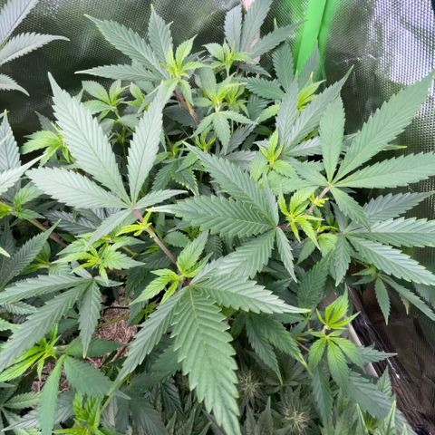 Tangerine Dream Clon #1 by KilliczGe growlog timeline photo
