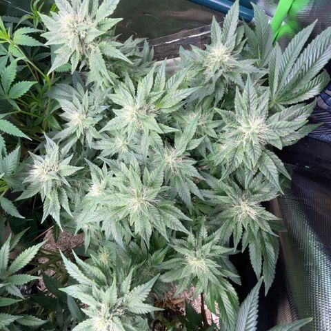 Big Bud by KilliczGe growlog timeline photo