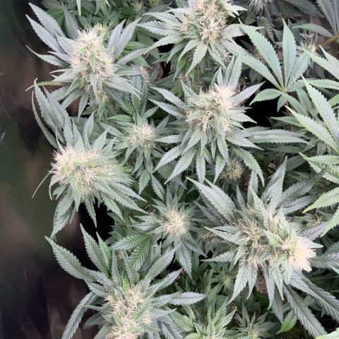 Permanent Marker by KilliczGe growlog timeline photo