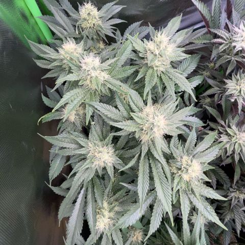 Purple Zkittlez #2 by KilliczGe growlog timeline photo