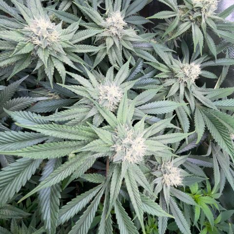 Purple Zkittlez #1 by KilliczGe growlog timeline photo
