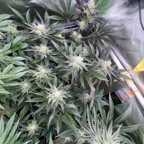 Cereal Milk #3 by KilliczGe growlog timeline photo