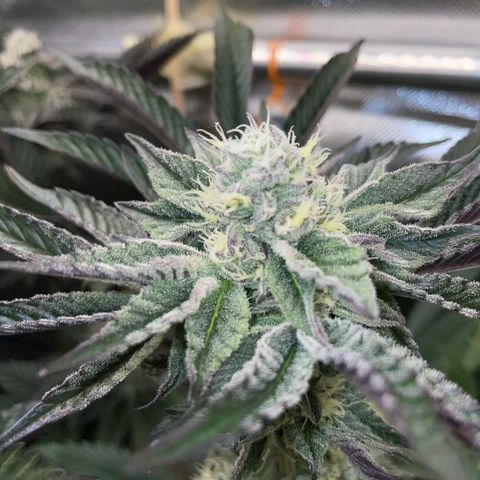 Cereal Milk #3 by KilliczGe growlog timeline photo